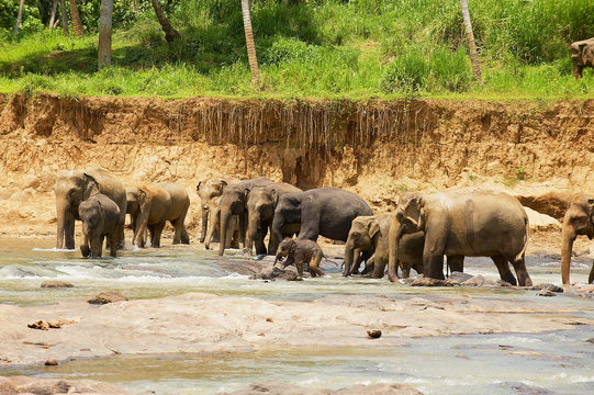 Herd of Indian eephants with babies crosses river in Pinnawala, Sri Lanka. © Dmitry Chulov