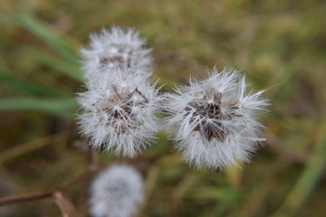 Field dandelion