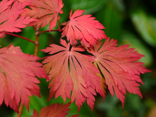 Red leaves of acer japonicum aconitifolium in Autumn season