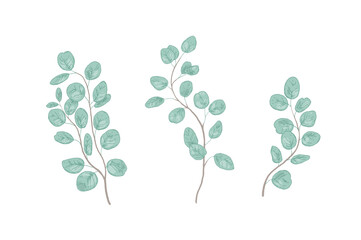 Eucalyptus gunnii branches realistic vector illustrations set © Good Studio