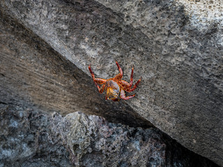 Galapagos wildlife