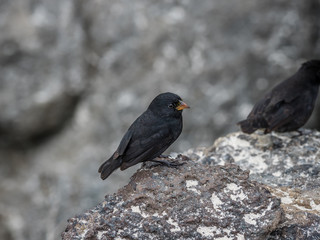 Galapagos wildlife