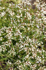 Obraz na płótnie Canvas natural texture of small white wildflowers