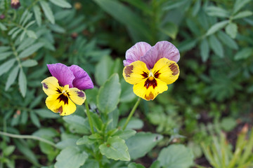 garden flowers violet close up on background of grass