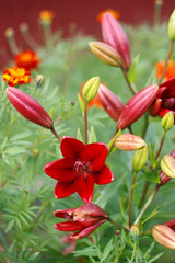 buds and flowers of the garden varieties of lilies closeup