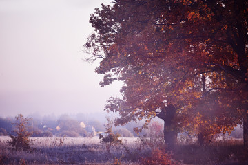 Oak in the mist among the grass in hoarfrost and a gentle frosty sunset. late fall.