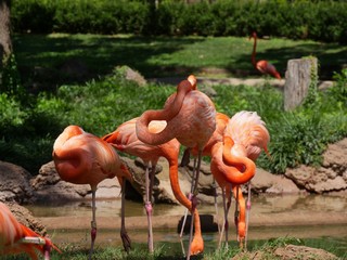 Flamingoes sunning at a pond standing with their heads curved