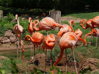 Beautiful flamingoes standing at a pond