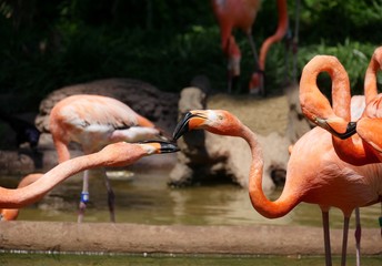 Close up of the heads of colorful flamingoes at a pond