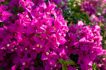Meadow Purple bougainvillea flower with sunlight in morning.