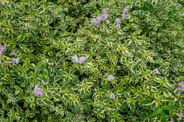 Pattern textures of nature green leaf flower plant.