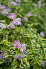 Beauty nature flowers with blurred background.