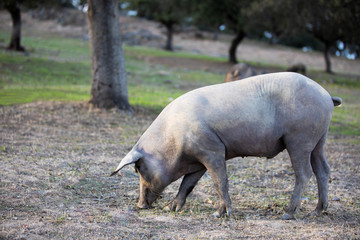 iberian pigs eating in the countryside freely