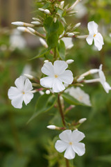 inflorescences of a field plant with white flowers