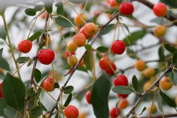 Obraz premium ripening cherry berries garden on a branch closeup
