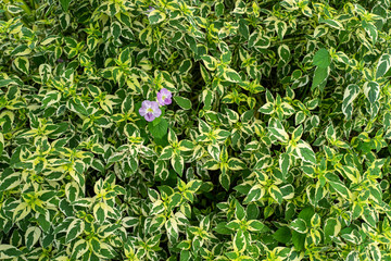 Nature green leaf flower plant in spring.