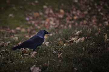 pájaro negro de pie en el césped