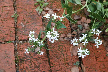 Texture with white small flowers and red moss-covered bricks. 