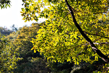 Hiking trail along Kamakura gorge in Hyogo prefecture, Japan in autumn
