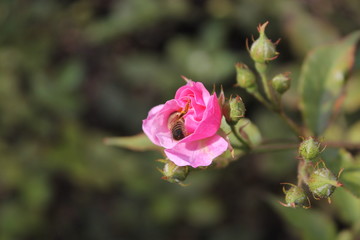 Fototapeta premium Biene auf Rose