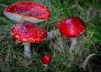 Amanita muscaria Fly Agaric