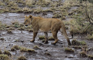 Lion on the prowl