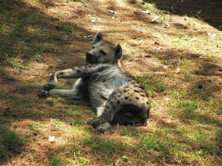 Hiena tomando la siesta bajo la sombra en un día soleado 