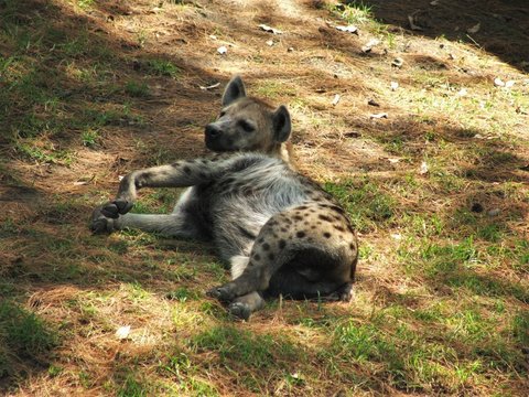 Hiena tomando la siesta bajo la sombra en un d&iacute;a soleado 