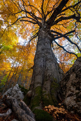 Impressive mighty trunk of tree in forest in golden autumn colors with rocks and mushrooms between roots, Abruzzo, Italy