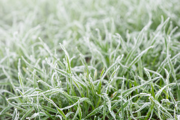 Hoarfrost on grass. Beauty of nature, morning time, haze.
