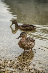 Wild ducks on lake shore in Austria