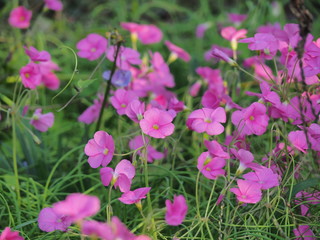 Fototapeta premium オキザリスの花