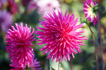 Dahlia Petra's Wedding