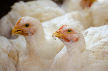 Hen squinting off into space with feathers in its beak