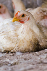 Portrait of a sitting hen in a poultry farm