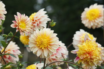 Dahlia Polka © Paulina
