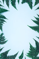 Tropical palm leaves on blue background.