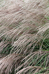 Chinaschilf - Miscanthus - Chinese silver grass