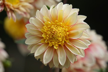 Dahlia Polka