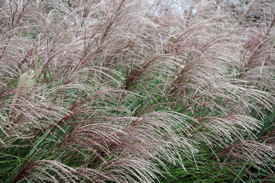Chinaschilf - Miscanthus - Chinese silver grass