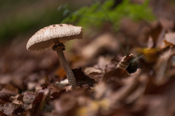 mushroom in an autumn forest