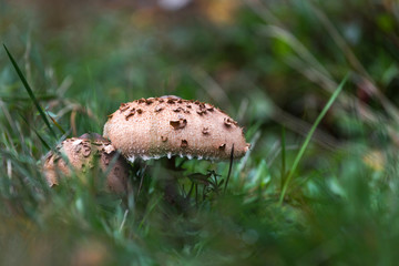 mushroom in an autumn forest