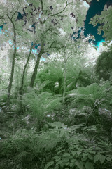 Infrared temperate woodland forest 