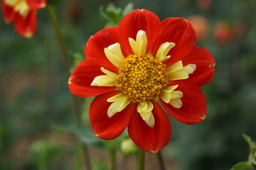 Dahlia Pooh Swan Island