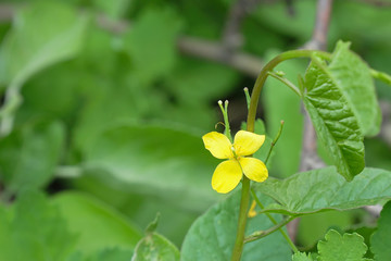The yellow flower of the medicinal plant is celandine on a natural background