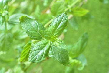 スペアミント　 Fresh mint leaves