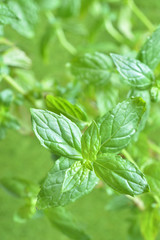 スペアミント　 Fresh mint leaves