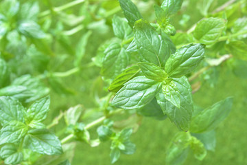 Fototapeta na wymiar スペアミント　 Fresh mint leaves