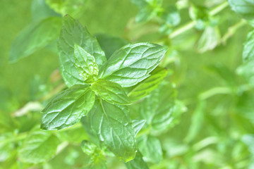 Fototapeta na wymiar スペアミント　 Fresh mint leaves