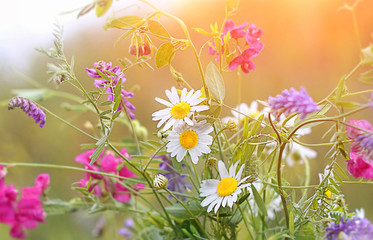 bouquet of colorful summer wildflowers. beautiful meadow flowers, summer season. floral backround. template for design. 
